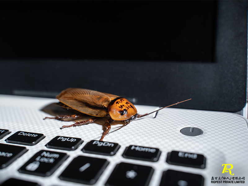 Pest crawling over silver laptop